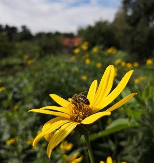 Ett bi sitter på en gul blomma ute i naturen.